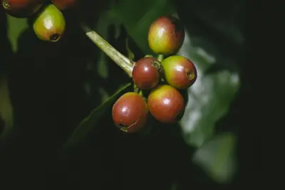 Il caffè decaffeinato: come si ottiene e che cosa cambia in tazza